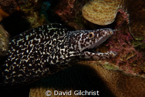 Spotted Moray emerges from its lair. by David Gilchrist 